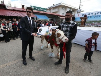 KARS 'TA Buzağılar güzellikleriyle yarıştı, Karslı üreticilerin mutlulukları zirve yaptı