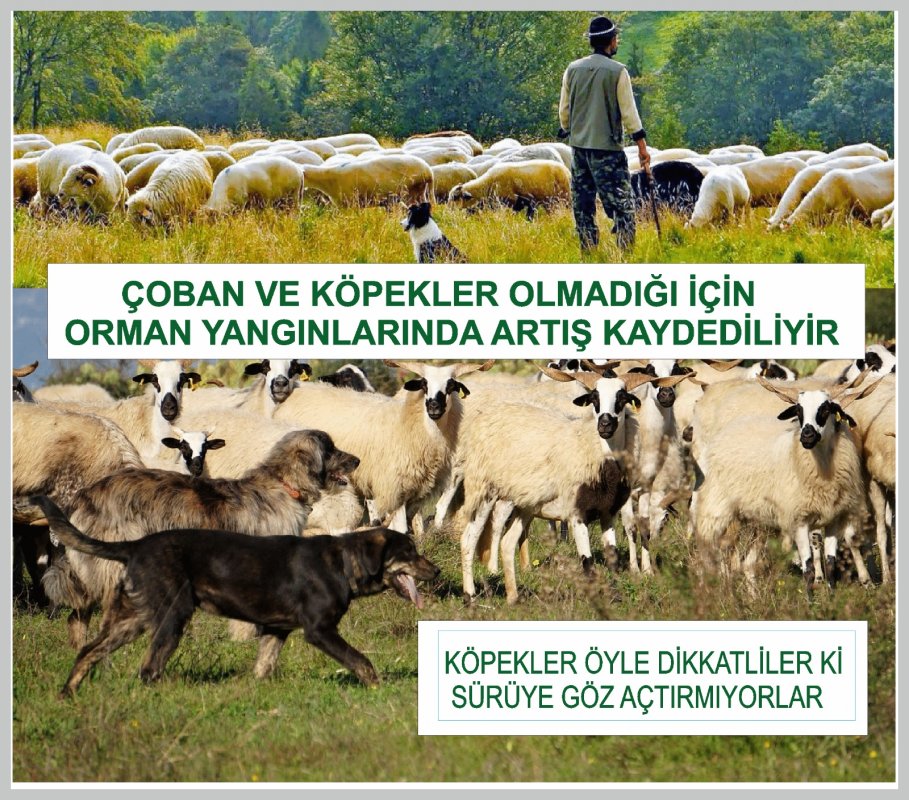 Köy perişan köylü perişan, ne köy kaldı , ne de çoban ve köpek...
