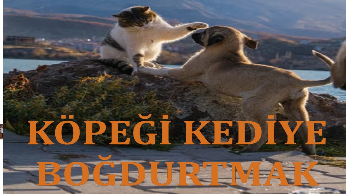 Aslanı Kediye Boğdurtma hesabı